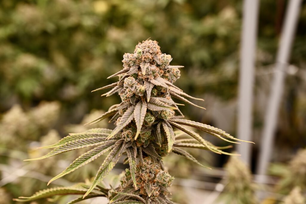 growing green solutions
