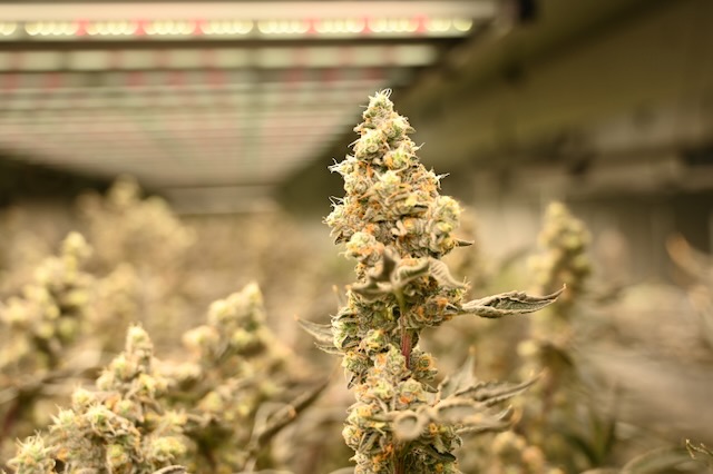 white burgundy marijuana flower