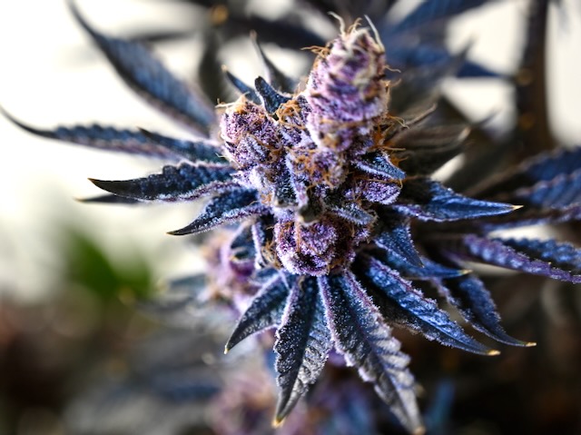 tropicana cherry marijuana flower