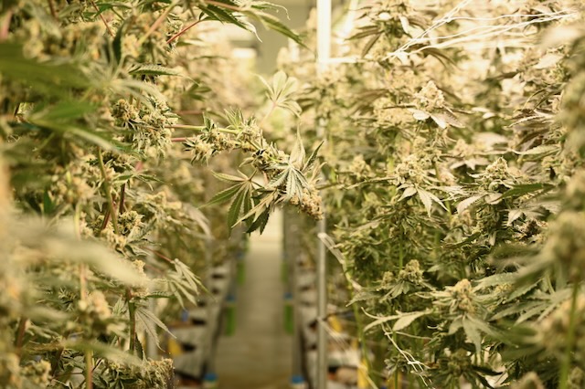 growing marijuana