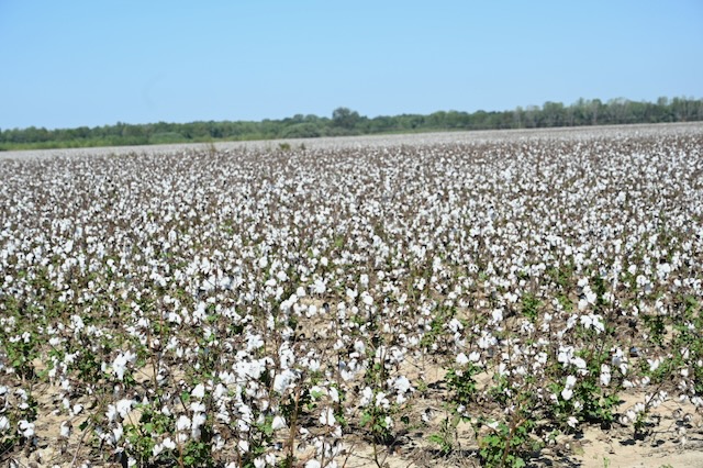 Mississippi Delta cotton