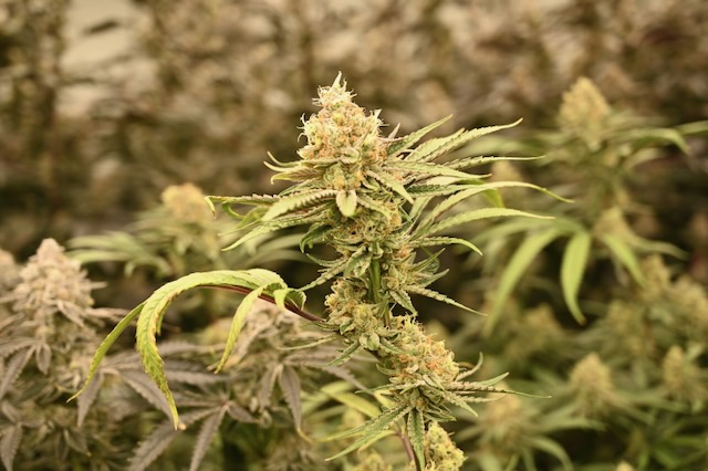 lemon meringue marijuana flower